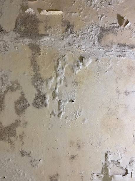 Best Fast Mold Removal  in Llender, CA